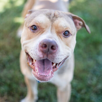 Rescue Mixed Breed Dogs for Adoption in Chamblee, Georgia - Fleetwood - IN FOSTER | PetCurious