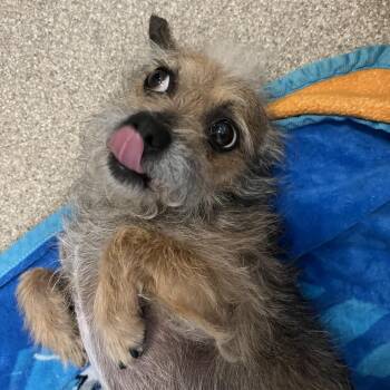 TJ -  Terrier Dog for Adoption in Bristol, Indiana - TJ | PetCurious