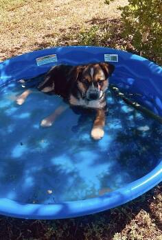 Australian Cattle Dog Blue Heeler Dogs Available for Adoption in Paso Robles, California - Dash | PetCurious