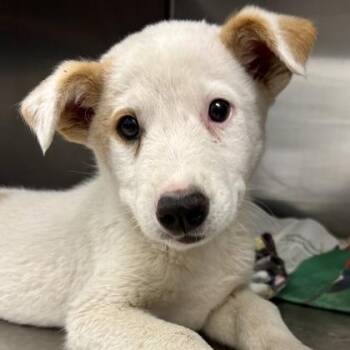 Australian Cattle Dog Blue Heeler and Dachshund Dogs Available for Adoption in Sacramento, California - Kettle | PetCurious