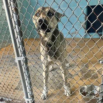 Rescue Husky and German Shepherd Dog Dogs for Adoption in Newark, New Jersey - Wally | PetCurious