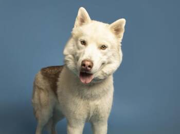 Siberian Husky Dogs Available for Adoption in Phoenix, Arizona - BA | PetCurious
