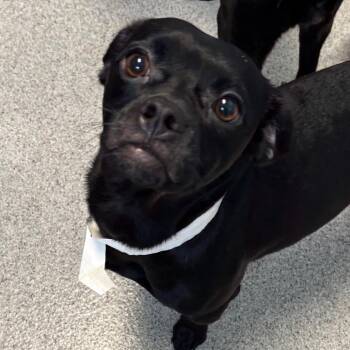 Candi -  Mixed Breed Dog for Adoption in Naperville, Illinois - Candi | PetCurious