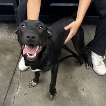 Terrier Dogs Available for Adoption in Tampa, Florida - Pudding | PetCurious