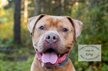 KONG -  Pit Bull Terrier and Mastiff Dog for Adoption in Shelton, Washington - KONG | PetCurious