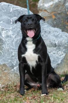 Labrador Retriever and Boxer Dogs Available for Adoption in Johnson City, Tennessee - Bruno | PetCurious