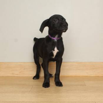 Lil Mama D70354 -  Feist and Terrier Dog for Adoption in Minnetonka, Minnesota - Lil Mama D70354 | PetCurious