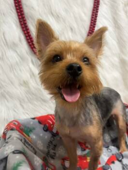 Rescue Yorkshire Terrier Dogs for Adoption in Petal, Mississippi - Max | PetCurious
