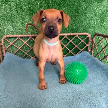Jazz -  Mixed Breed Dog for Adoption in Houston, Texas - Jazz | PetCurious