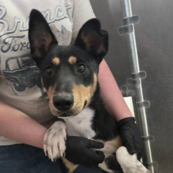 Lovie -  Mixed Breed Dog for Adoption in Murray, Utah - Lovie | PetCurious