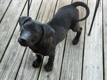 Terrier Dogs Available for Adoption in West Palm Beach, Florida - Jazzy | PetCurious