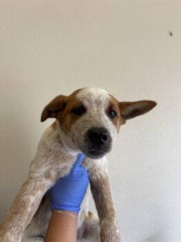 GROOT -  Australian Cattle Dog Blue Heeler Dog for Adoption in Ontario, California - GROOT | PetCurious