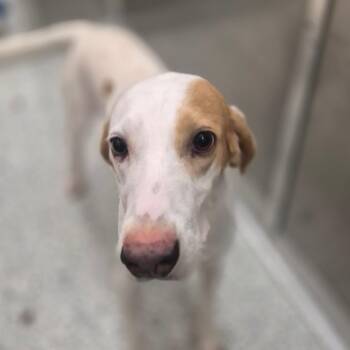 Jaxen -  Hound and Mixed Breed Dog for Adoption in Wilmington, Delaware - Jaxen | PetCurious