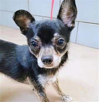 Meerkat -  Mixed Breed Dog for Adoption in Nashville, Tennessee - Meerkat | PetCurious