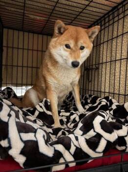 Fumi -  Shiba Inu Dog for Adoption in Santa Maria, California - Fumi | PetCurious