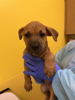 Jodi -  Mixed Breed Dog for Adoption in Raleigh, North Carolina - Jodi | PetCurious
