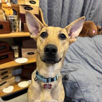 Rescue Shepherd and Mixed Breed Dogs for Adoption in Baldwin, Wisconsin - Birdie | PetCurious