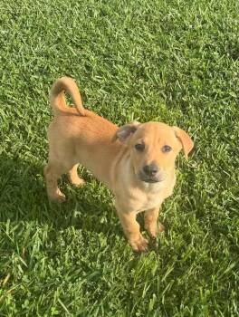 Labrador Retriever and Black Mouth Cur Dogs Available for Adoption in Glocester, Rhode Island - Rex | PetCurious