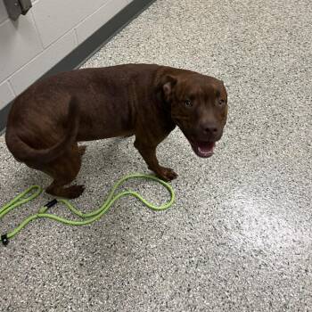Jackie -  Pit Bull Terrier Dog for Adoption in Cedar Rapids, Iowa - Jackie | PetCurious