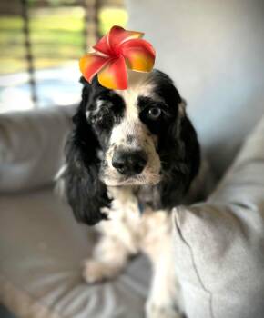 Rescue Cocker Spaniel Dogs for Adoption in Austin, Texas - Tish | PetCurious