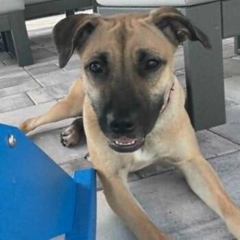 Black Mouth Cur Dogs Available for Adoption in Largo, Florida - SYBLE | PetCurious