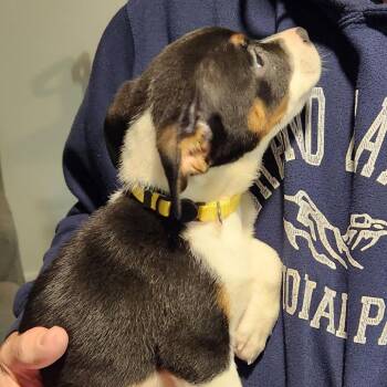 Shepherd and Mixed Breed Dogs Available for Adoption in Normal, Illinois - Wendy | PetCurious