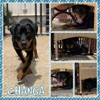 Changa -  Rottweiler and Mixed Breed Dog for Adoption in Fort Smith, Arkansas - Changa | PetCurious