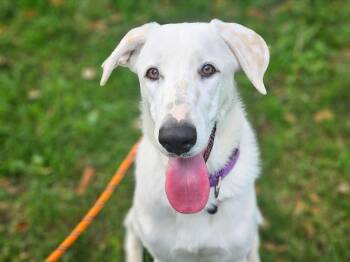 Rescue Mixed Breed Dogs for Adoption in San Jose, California - Honey | PetCurious