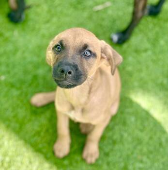 Labrador Retriever and Golden Retriever Dogs Available for Adoption - Athena | PetCurious