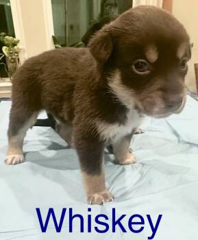 Rescue Cocker Spaniel and German Shepherd Dog Dogs for Adoption in Matthews, North Carolina - Whiskey | PetCurious