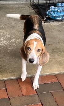 Chloe -  Beagle Dog for Adoption in Prairieville, Louisiana - Chloe | PetCurious