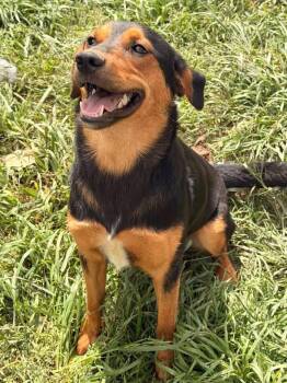 Shepherd Dogs Available for Adoption in Calera, Alabama - Lila | PetCurious