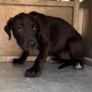 Bao Bao -  Pit Bull Terrier Dog for Adoption in Edinburg, Texas - Bao Bao | PetCurious