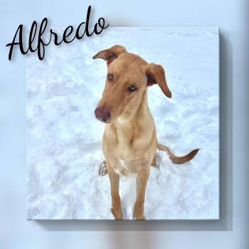 Doberman Pinscher Dogs Available for Adoption in Fredericksburg, Virginia - Alfredo | PetCurious