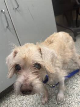 Poodle and Mixed Breed Dogs Available for Adoption - PINTO | PetCurious