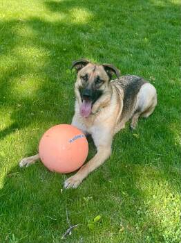 Rescue German Shepherd Dog Dogs for Adoption in Minnetrista, Minnesota - Luca | PetCurious