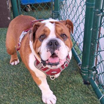 English Bulldog Dogs Available for Adoption - Coby | PetCurious