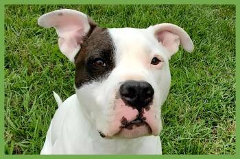 Rescue Pit Bull Terrier Dogs for Adoption in Amherst, Massachusetts - Dover | PetCurious