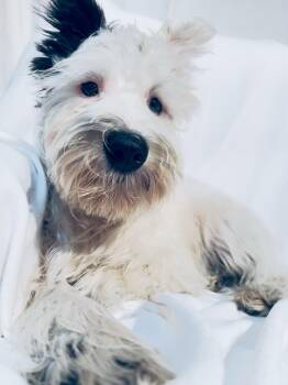 Rescue Miniature Schnauzer Dogs for Adoption in Hawthorne, California - Fritz | PetCurious