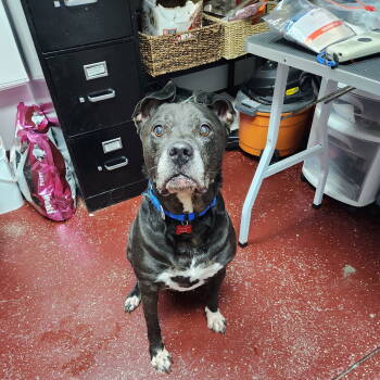 Rescue Pit Bull Terrier Dogs for Adoption in Fargo, North Dakota - Sophia Petrillo | PetCurious