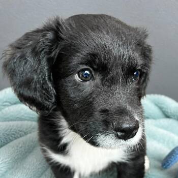 Border Collie Dogs Available for Adoption in Boerne, Texas - Lil Wayne | PetCurious