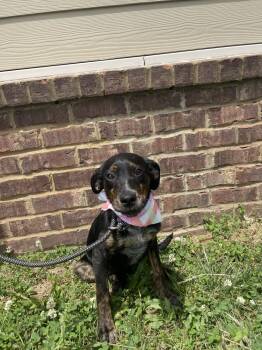 Rescue Mixed Breed Dogs for Adoption in Dickson, Tennessee - Key | PetCurious