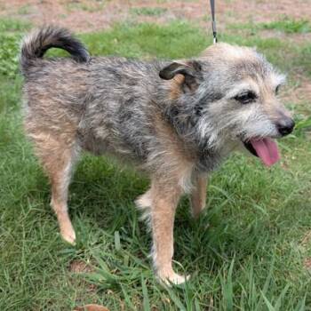 Hedge -  Terrier and Mixed Breed Dog Available for Adoption in Wilmington Island, Georgia - Hedge | PetCurious