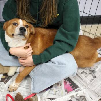 Mindy -  Labrador Retriever and Mixed Breed Dog for Adoption in Fairfax, Virginia - Mindy | PetCurious