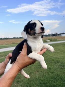 Adrianna -  Australian Shepherd and Dachshund Dog for Adoption in Morton Grove, Illinois - Adrianna | PetCurious
