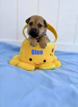 Shar Pei and Cattle Dog Dogs Available for Adoption in New London, Wisconsin - Blue | PetCurious