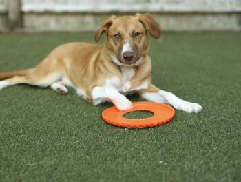 Winnie -  Labrador Retriever Dog for Adoption in Pembroke, Massachusetts - Winnie | PetCurious