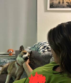 Rescue Corgi Dogs for Adoption - Rocky | PetCurious