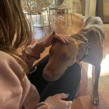 Rory -  Vizsla and Mixed Breed Dog Available for Adoption in Bend, Oregon - Rory | PetCurious