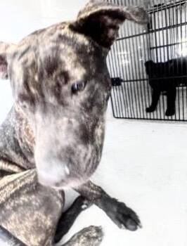 Pit Bull Terrier Dogs Available for Adoption - A651601 | PetCurious